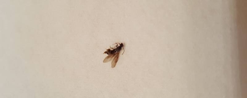 大水蚁怕蚊香吗 电蚊香对大水蚁有用吗