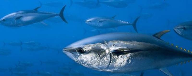 市场上买的哪些鱼是深海鱼 市场上买的哪些鱼是深海鱼图片