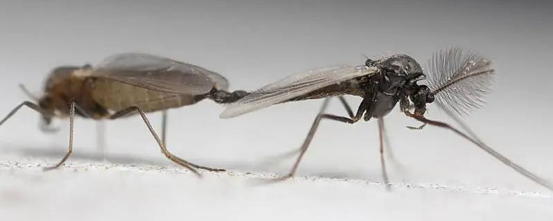 蚊子多久可以饿死 蚊子多少天能饿死