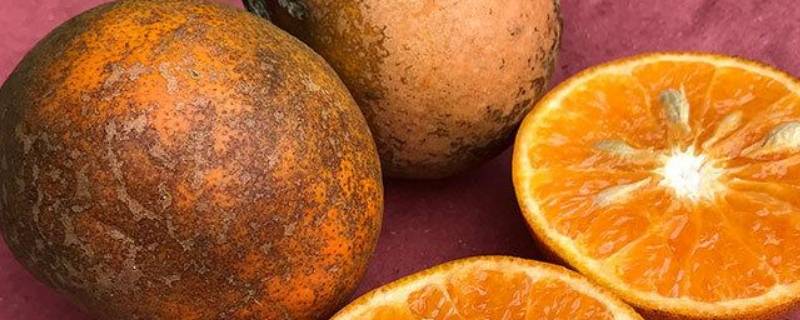 脏脏橙是什么水果 脏脏橙到底是啥