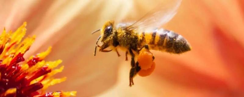 意蜂和中蜂有什么区别 意蜂和中蜂有什么区别视频
