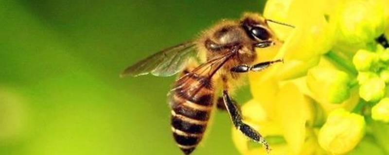 蜜蜂有什么本能 蜜蜂有什么本能本能寻找家