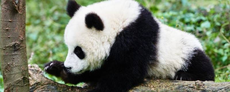 如何保护熊猫 如何保护熊猫英语句子