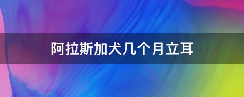 阿拉斯加犬几个月立耳（阿拉斯加犬多久立耳）