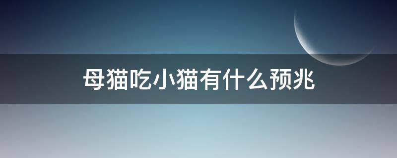 母猫吃小猫有什么预兆 母猫吃小猫是什么原因