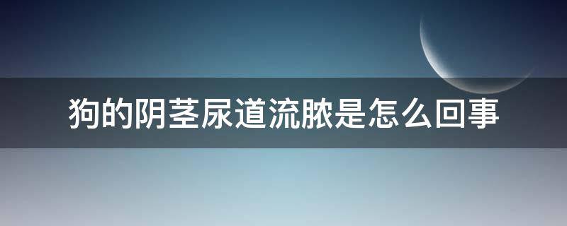 狗的阴茎尿道流脓是怎么回事 狗尿道有脓