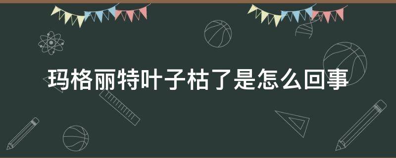 玛格丽特叶子枯了是怎么回事 玛格丽特叶子干枯