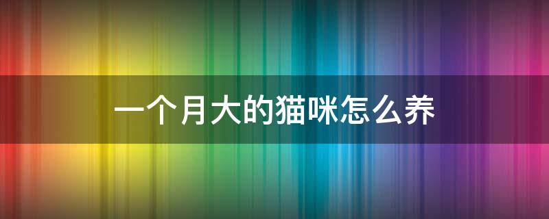 一个月大的猫咪怎么养 1个月大的猫咪怎么养