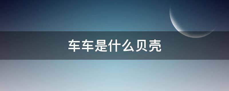 车车是什么贝壳 车贝壳是什么东西