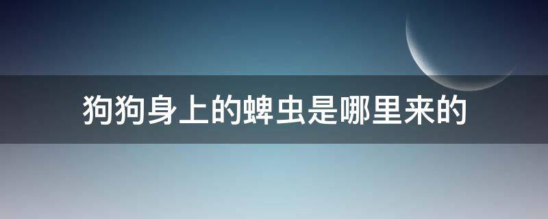 狗狗身上的蜱虫是哪里来的 狗狗身上蜱虫是怎么来的