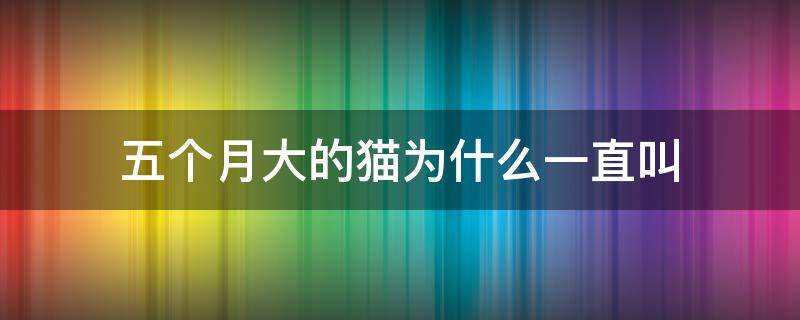 五个月大的猫为什么一直叫 五个月猫叫的很频繁