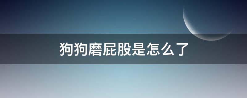 狗狗磨屁股是怎么了 狗狗总磨屁股是怎么回事