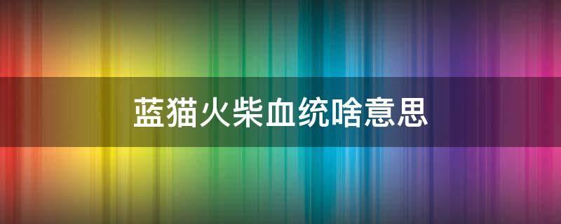 蓝猫火柴血统啥意思 火柴血统蓝猫特点