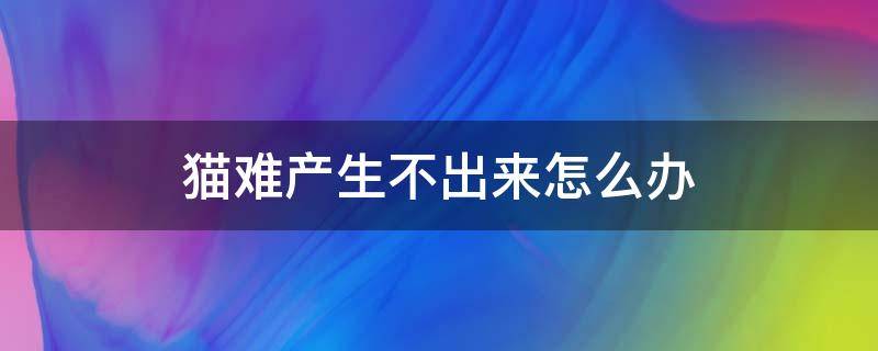 猫难产生不出来怎么办 小猫拉不出来怎么办