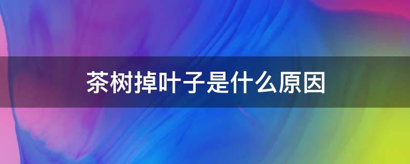 茶树掉叶子是什么原因（茶花树掉叶子是什么原因）