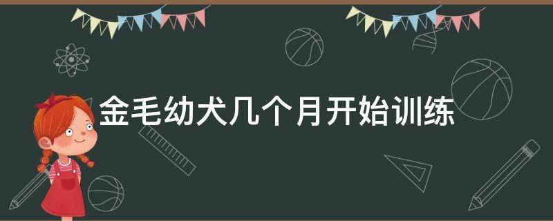 金毛幼犬几个月开始训练（金毛多少个月开始训练）