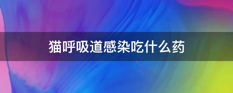 猫呼吸道感染吃什么药 猫得了上呼吸道感染得要用什么药