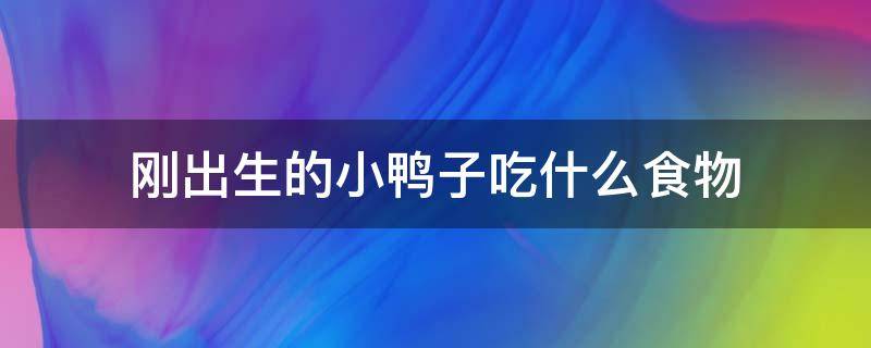 刚出生的小鸭子吃什么食物 刚出生的小鸭子吃啥