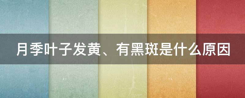 月季叶子发黄、有黑斑是什么原因（月季叶子发黄、有黑斑是什么原因）