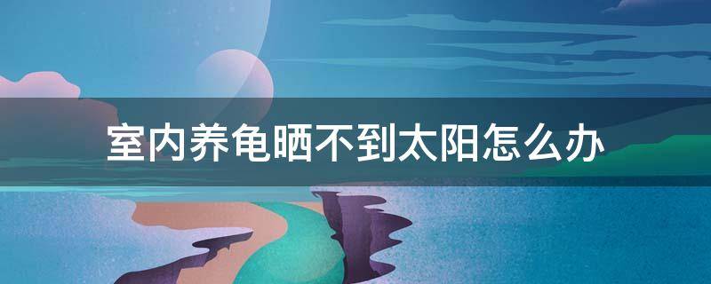 室内养龟晒不到太阳怎么办 乌龟没有太阳晒怎么办