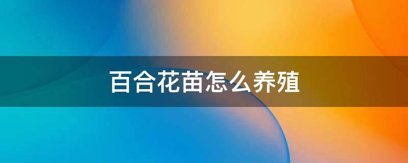 百合花苗怎么养殖 百合花的养殖方法移栽