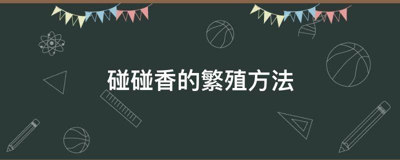 碰碰香的繁殖方法（多肉碰碰香的繁殖方法）