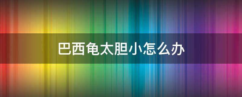 巴西龟太胆小怎么办 巴西龟太胆小了怎么办