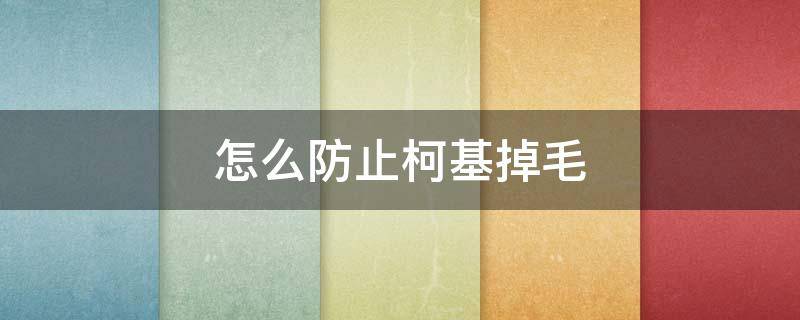 怎么防止柯基掉毛 怎么防止柯基掉毛到处都是