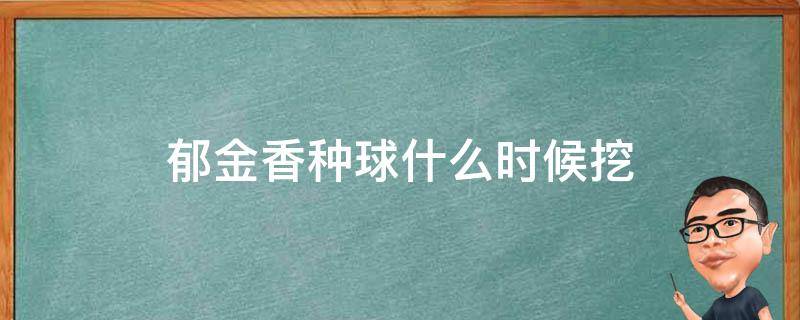 郁金香种球什么时候挖（郁金香种球什么时候挖出）