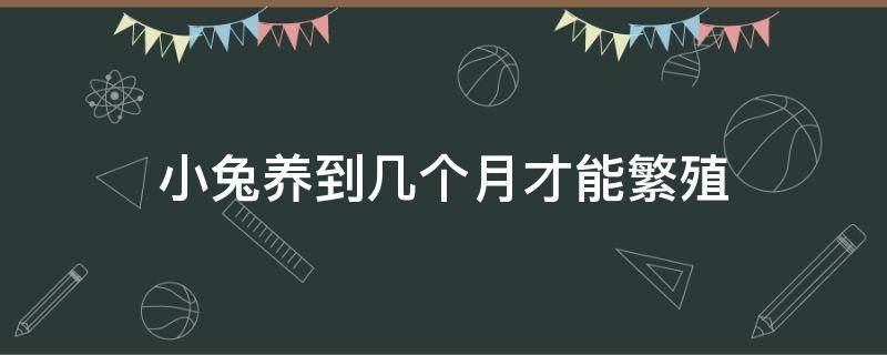 小兔养到几个月才能繁殖（小兔子养几个月才可以繁殖）