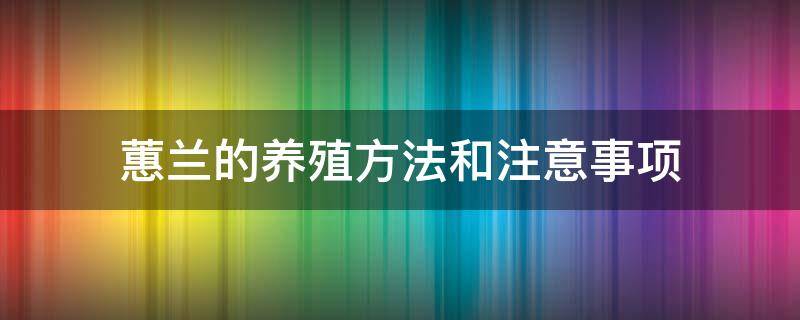 蕙兰的养殖方法和注意事项（蕙兰的养殖方法和注意事项大全）