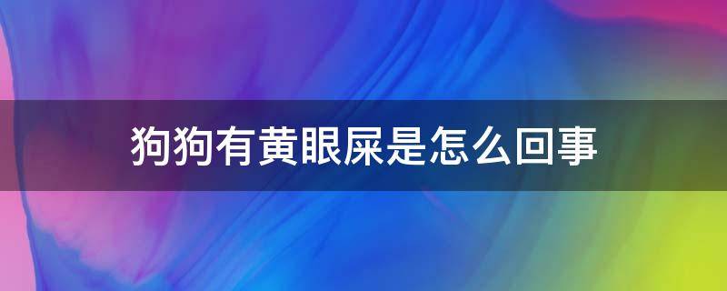 狗狗有黄眼屎是怎么回事（狗狗有黄眼屎是怎么回事,不是犬瘟）