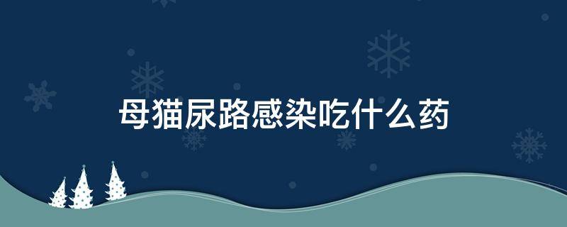 母猫尿路感染吃什么药 母猫尿路感染症状吃什么药