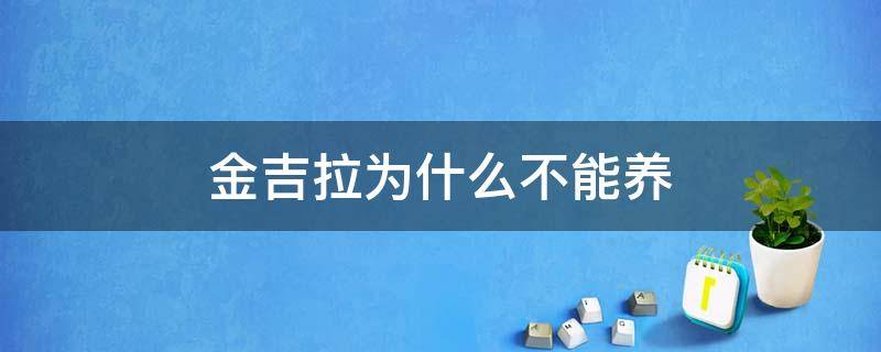 金吉拉为什么不能养 金吉拉为什么不能养 为什么养金吉拉的不多