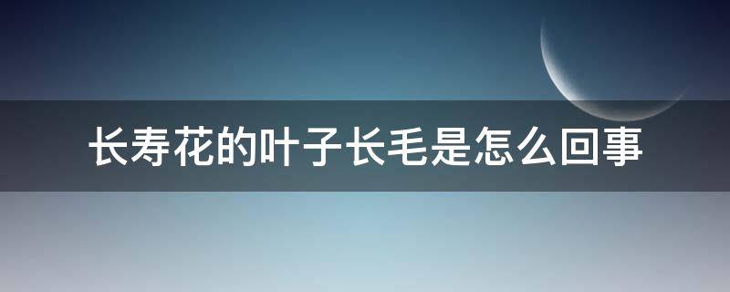 长寿花的叶子长毛是怎么回事（长寿花叶茎上长长毛啥意思）