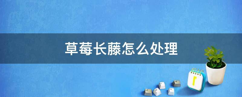 草莓长藤怎么处理 草莓长藤了要不要掐掉