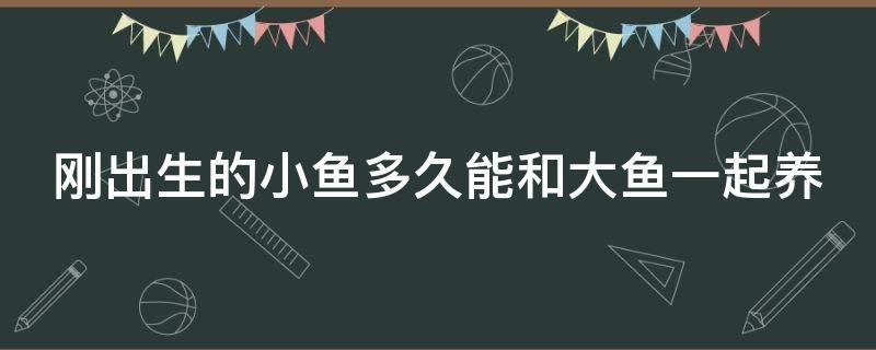 刚出生的小鱼多久能和大鱼一起养（刚出生的小鱼多久能和大鱼一起养呢）