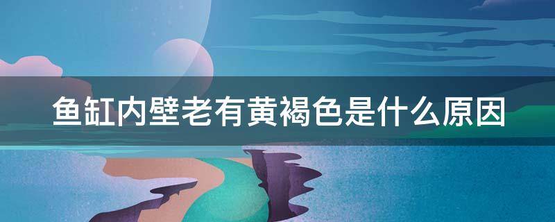 鱼缸内壁老有黄褐色是什么原因（鱼缸内壁老有黄褐色是什么原因造成的）