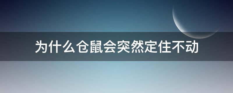 为什么仓鼠会突然定住不动 为什么仓鼠突然一动不动