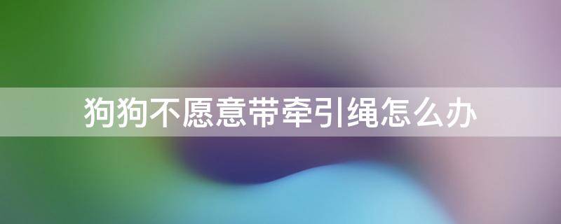 狗狗不愿意带牵引绳怎么办 狗狗带上牵引绳不走路该怎么办