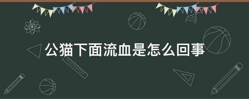 公猫下面流血是怎么回事 公猫下面一直流血