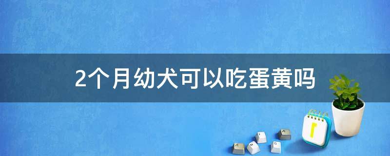 2个月幼犬可以吃蛋黄吗 两个月幼犬可以吃鸡蛋黄吗