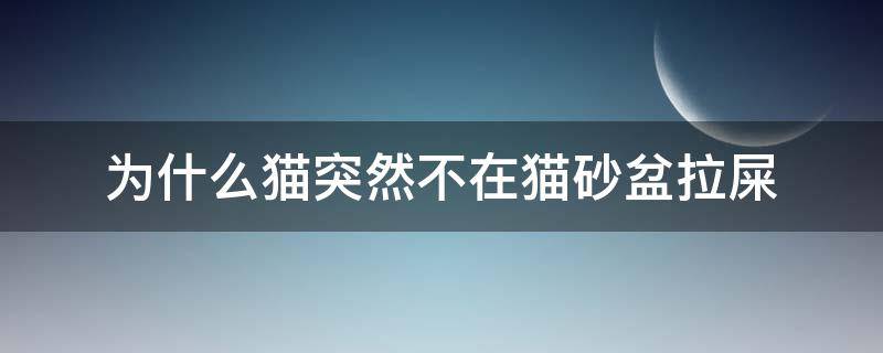 为什么猫突然不在猫砂盆拉屎（猫为啥突然不在猫砂盆拉屎）