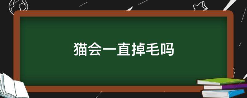 猫会一直掉毛吗 猫会一直掉毛吗5