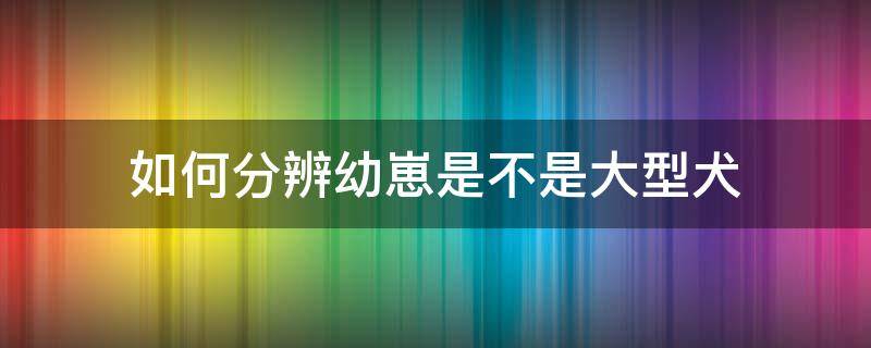 如何分辨幼崽是不是大型犬 大型犬幼崽辨别