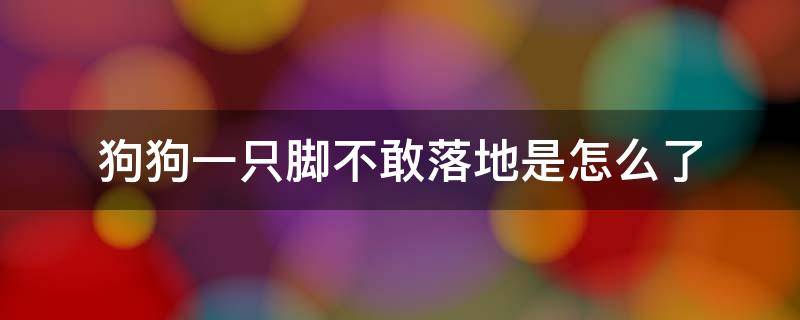 狗狗一只脚不敢落地是怎么了 狗狗一只前脚不敢落地是怎么了