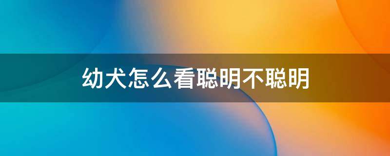 幼犬怎么看聪明不聪明 怎么判断幼犬是否聪明