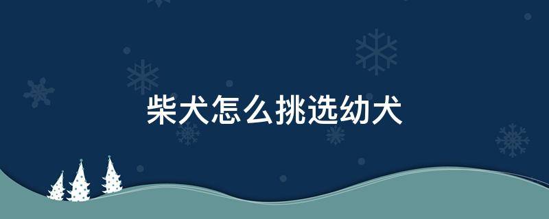 柴犬怎么挑选幼犬 如何挑选柴犬幼犬图解