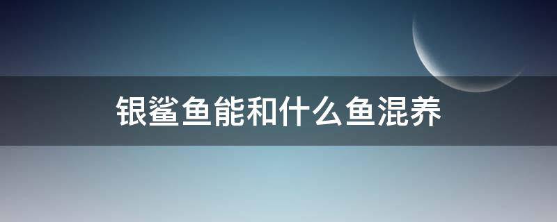 银鲨鱼能和什么鱼混养 银鲨鱼能和龙鱼混养吗