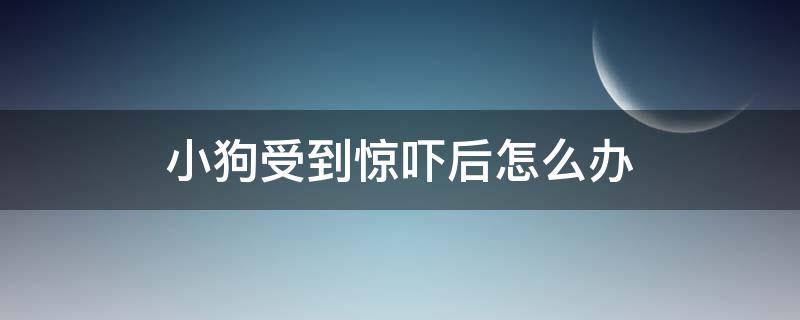 小狗受到惊吓后怎么办（小狗受到了惊吓怎么办）